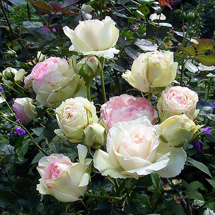 Fotos Rosa - 