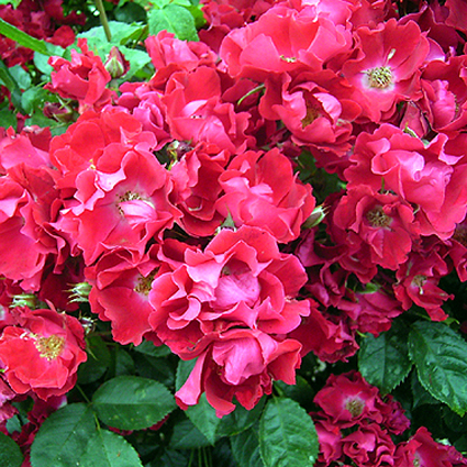 Fotos Rosa - 