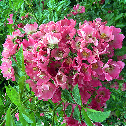 Fotos Rosa - 