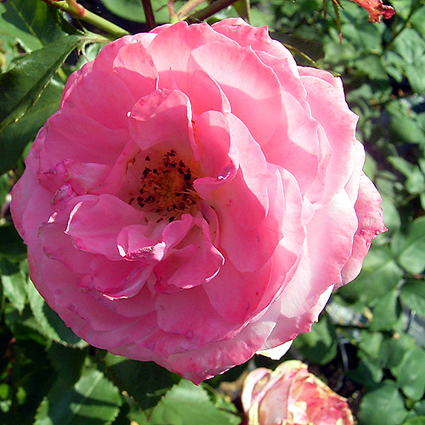 Photos Rosa - 
