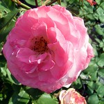 Photos Rosa