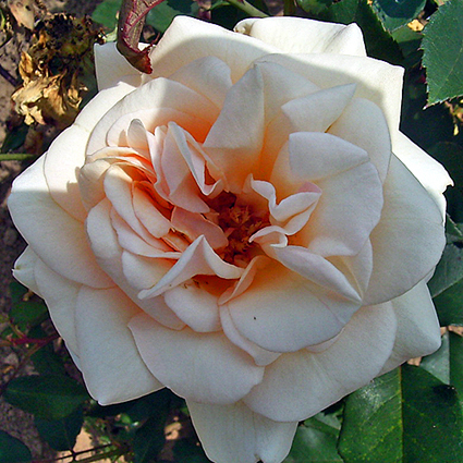 Photos Rosa - 