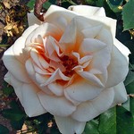 Photos Rosa