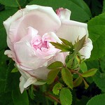 Photos Rosa