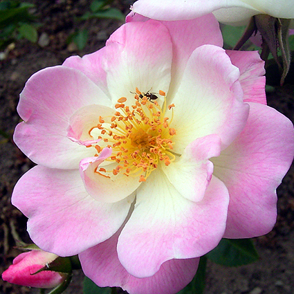 Photos Rosa - 