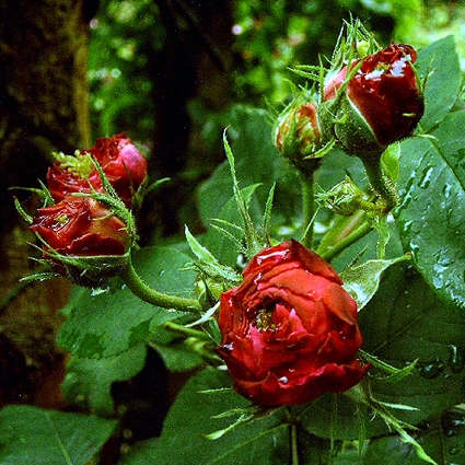 Photos Rosa - Rose