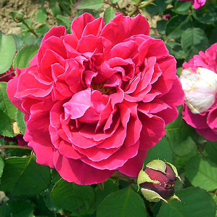 Fotos Rosa - 