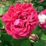 Photos Rosa