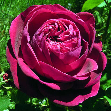 Fotos Rosa - 