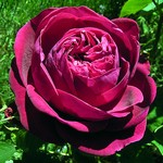 Photos Rosa