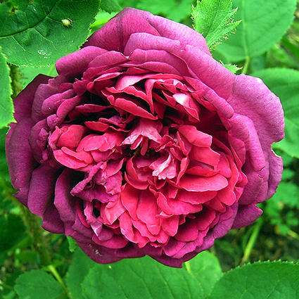 Fotos Rosa - 
