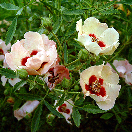Photos Rosa - Rose