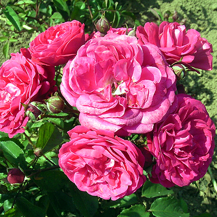 Photos Rosa - 