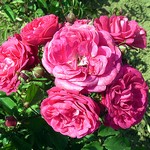 Photos Rosa