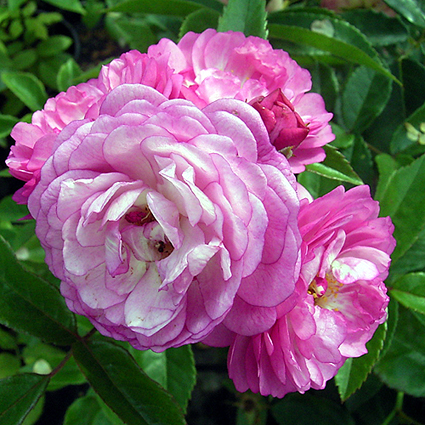 Photos Rosa - 