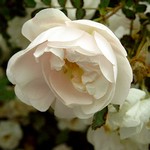 Photos Rosa