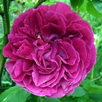Photos Rosa