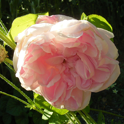 Photos Rosa - 