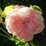 Photos Rosa