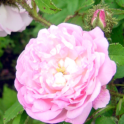 Photos Rosa - 