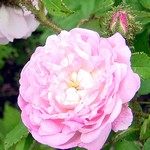 Photos Rosa