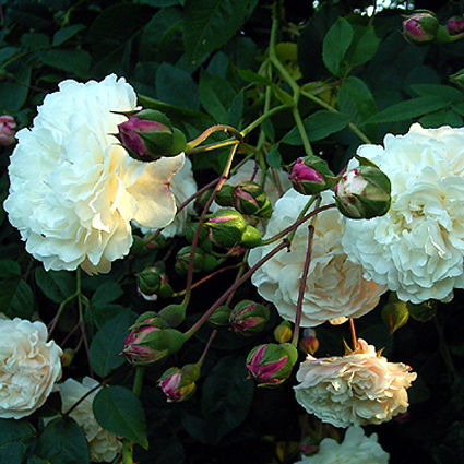 Photos Rosa - Rose