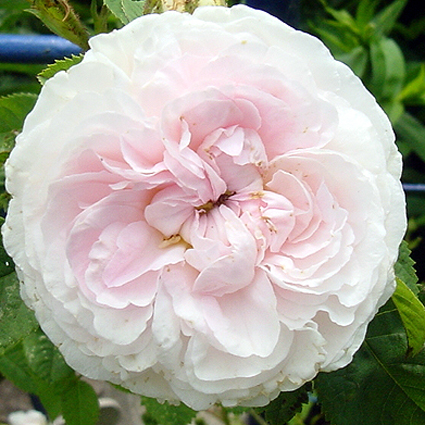 Fotos Rosa - 