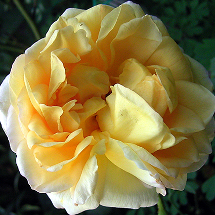 Photos Rosa - Rose