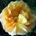 Photos Rosa