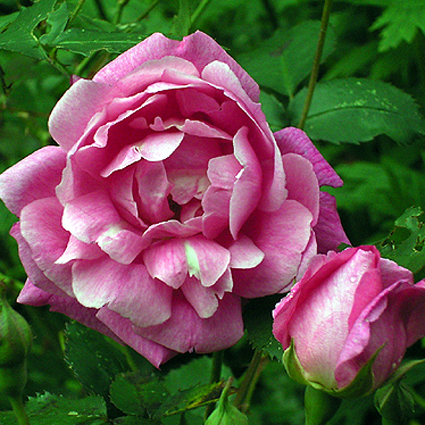 Photos Rosa - Rose