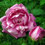 Photos Rosa