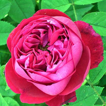 Photos Rosa - Rose