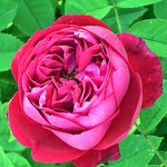 Fotos Rosa