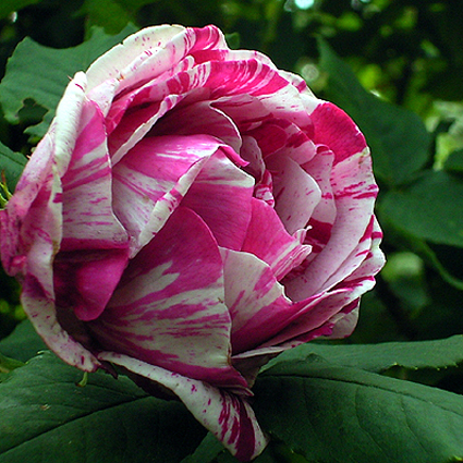 Photos Rosa - Rose