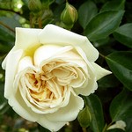 Photos Rosa