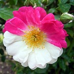 Photos Rosa