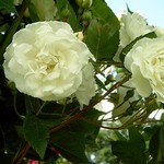 Photos Rosa