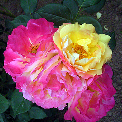 Photos Rosa - Rose