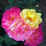 Photos Rosa