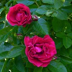 Foto Rosa