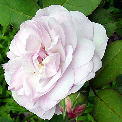 Photos Rosa - Rose