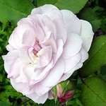 Photos Rosa