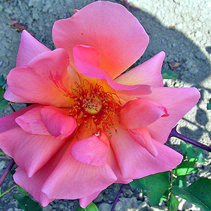 Photos Rosa - Rose