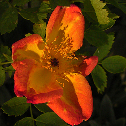 Photos Rosa - Rose