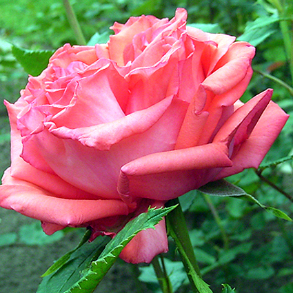 Photos Rosa - Rose
