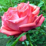 Photos Rosa