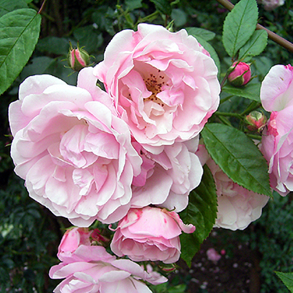 Photos Rosa - Rose