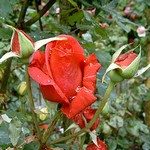 Photos Rosa