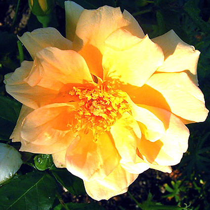 Photos Rosa - 