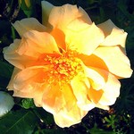 Photos Rosa